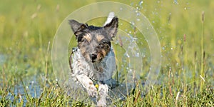 Dog is running over dripping wet meadow - jack russell terrier one year old