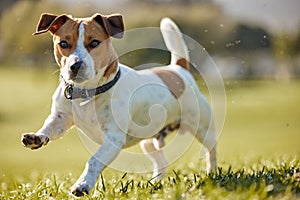 Dog, running and park exercise on field for animal training in summer for healthy development, mobility or wellness