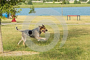 Dog running in a park, with front paws in the air