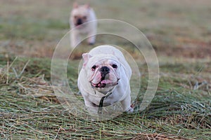 Dog running and playing in the field