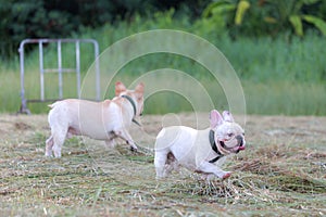 Dog running and playing in the field