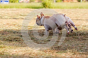 Dog running and playing in the field