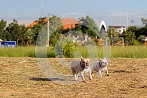 Dog running and playing in the field