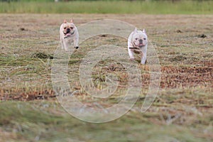 Dog running and playing in the field