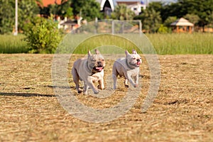 Dog running and playing in the field