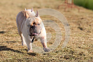 Dog running and playing in the field