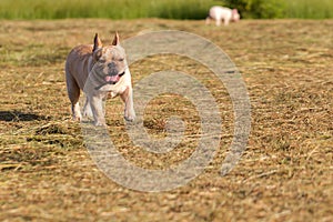 Dog running and playing in the field