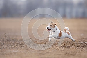 Dog running and playing in the park