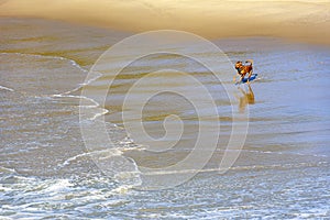 Dog running and playing in the sand and water of the beach in the morning