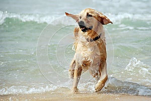 Dog running and playing at the sea. photo