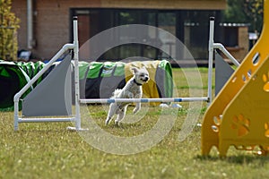 Dog is running  race on czech agility competition.