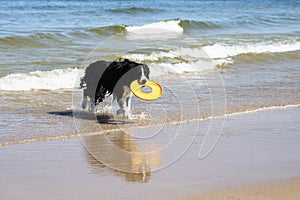 Dog running retrieving a toy in the sea