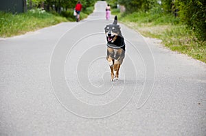 dog running on the road. Playful pup. Dog bring joy and laughter. Canine companion. funny dog. pet care