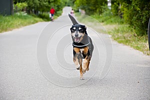 dog running on the road. Playful pup. Dog bring joy and laughter. Canine companion. playful dog. pet care