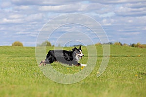 Dog running and running in the park. Australian Shepherd. Miniature American Shepherd dog. Natural tail