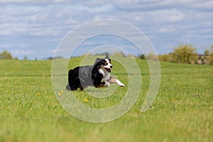 Dog running and running in the park. Australian Shepherd. Miniature American Shepherd dog. Natural tail