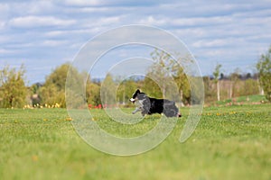 Dog running and running in the park. Australian Shepherd. Miniature American Shepherd dog. Natural tail