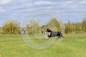 Dog running and running in the park. Australian Shepherd. Miniature American Shepherd dog. Natural tail