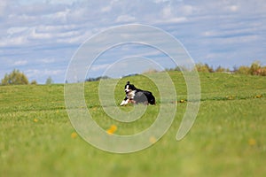 Dog running and running in the park. Australian Shepherd. Miniature American Shepherd dog. Natural tail