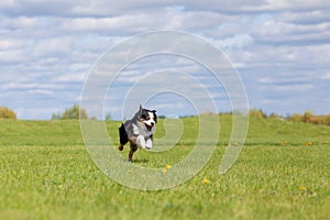 Dog running and running in the park. Australian Shepherd. Miniature American Shepherd dog. Natural tail