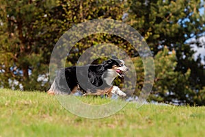 Dog running and running in the park. Australian Shepherd. Miniature American Shepherd dog. Natural tail