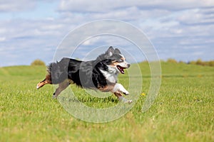 Dog running and running in the park. Australian Shepherd. Miniature American Shepherd dog. Natural tail