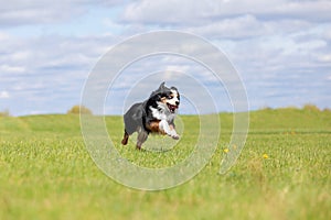 Dog running and running in the park. Australian Shepherd. Miniature American Shepherd dog. Natural tail