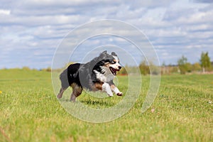 Dog running and running in the park. Australian Shepherd. Miniature American Shepherd dog. Natural tail