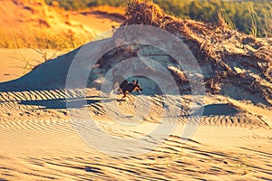 Dog running through sand