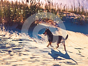 Dog running through sand