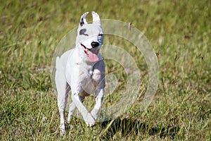 Dog Running Scares Grasshopper