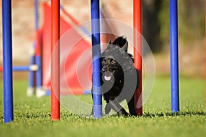 Dog is running slalom on his agility training