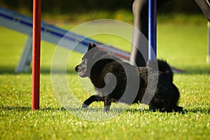 Dog is running slalom on his agility training on agility summer camp