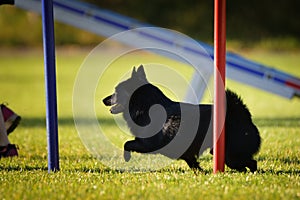 Dog is running slalom on his agility training on agility summer camp