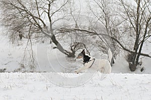 Dog running in snow