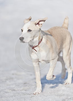 Dog running in the snow