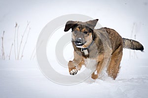 Dog running in Snow