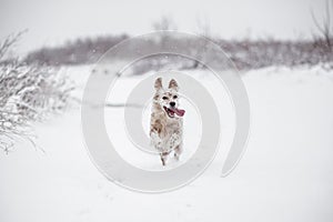 Dog running through the snow