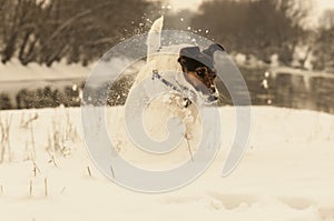 Dog running in snow