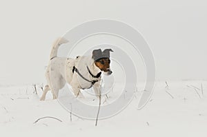 Dog running in snow