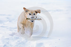Dog running through the snow in winter