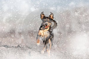 Dog running in the snow in winter, appenzeller sennenhund