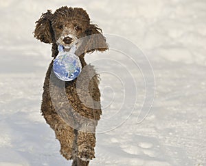 Dog running in snow with world ball