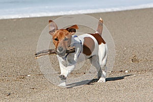 Dog running with stick