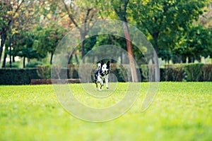 Dog running with a stick in the mouth in a park