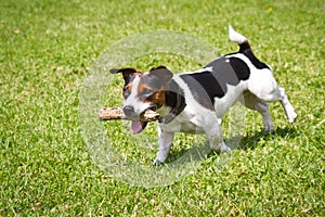 Dog running with a stick in the mouth is playing