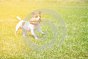 Dog running with a stick in the mouth is playing