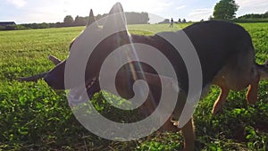 Dog running with stick in mouth.Smooth steady camera footage.