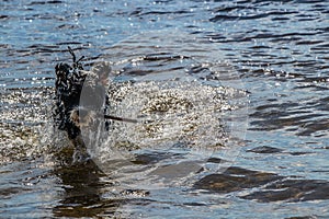 Dog running with a stick in the water