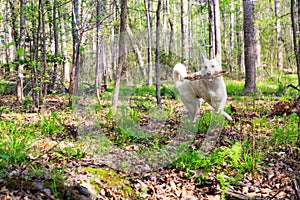 Dog Running With Stick in Woods